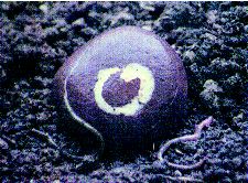 Ungüento para manos agrietadas