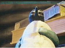 Penguins off the Page