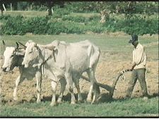 Saison des cyclo-pousse