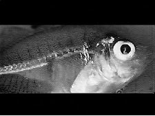 Tueur de petits poissons