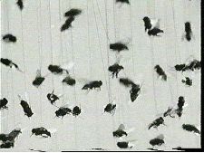 Dreaming of Nightmares