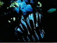 Dèmonoknak Nemzetsége