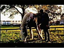 Horse City
