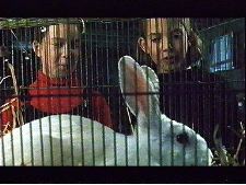 Coup du lapin