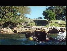 Domesticated Animals