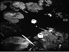 Froglight