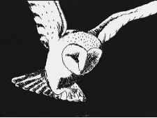 Music for an Owl