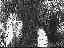 Last Ancient Forests