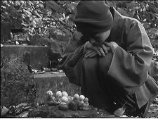 Where Have All the Flowers Gone?