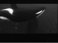 Calling Killerwhales