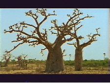 Baobab
