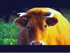 Millevaches [expérience]