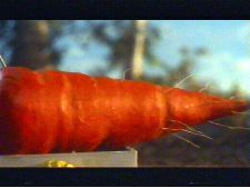 Labyrintti (Turilas & Jäärä)