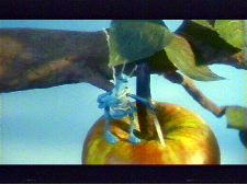 Sadonkorjuu (Turilas & Jäärä)