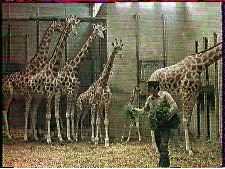 Combine de la girafe