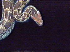 Antatah