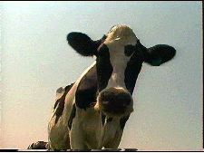 Cows