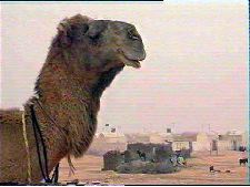 Salam Alaïkoum (Que la paix soit avec vous)