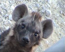 Spotted Hyenas in Etosha, Namibia