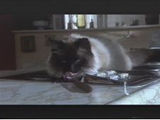 A Day out with Gordy