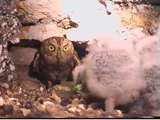 Petit Duc de Massargues