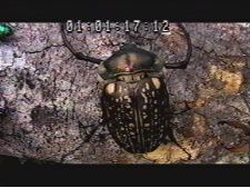 Mushi-ga-enjiru-Shakespeare Rom