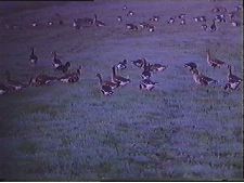 Gussi, gussi... ga-ga-ga