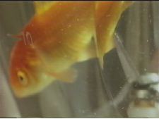 A Goldfish in a Blender