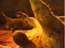 10, impasse Malécot