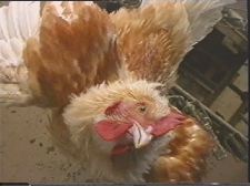 Gallus