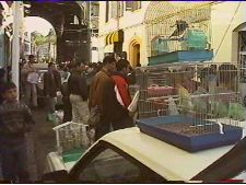 Autre Algérie : les oiseaux chantent toujours la liberté