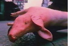 Pork Chop
