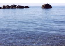 Simone la baleine