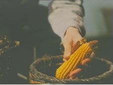 Grains de maïs