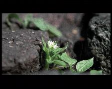 Sauvages dans la Ville