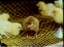 Vilain petit poussin