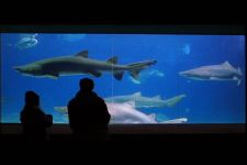 Junebug and Hurricane