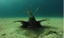 Careless Reef Part 4: Marsa Abu Galawa