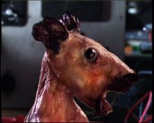 REDRAT La Rata Retobada