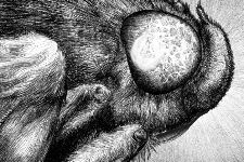 Anatomia de una mariposa