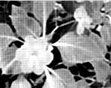 Genèse de la scatogonie