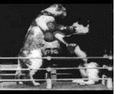 Cats boxing