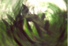 Paléontologie-mélancolie