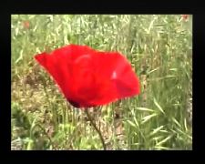 Homme qui aimait les fleurs