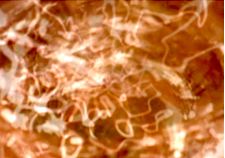 Carillon dans un verre d'eau de pluie