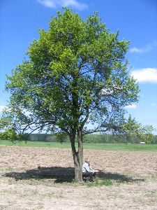 Filozofia wedlug Hipolita
