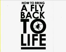 How to Bring a Fly Back to Life