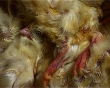 C'est pas arrosé avec l'eau du ciel