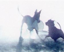 Dog Years Chapter 2 - Health