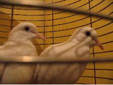 Ceci n'est pas du surréalisme